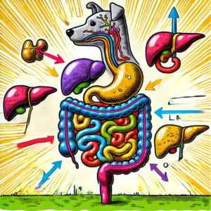 Comicartige, bunte Illustration des Verdauungssystems eines Hundes. Der Darm steht im Zentrum, umgeben von Magen, Bauchspeicheldrüse, Leber und Galle. Pfeile in verschiedenen Farben verbinden die Organe und zeigen ihre Zusammenhänge.